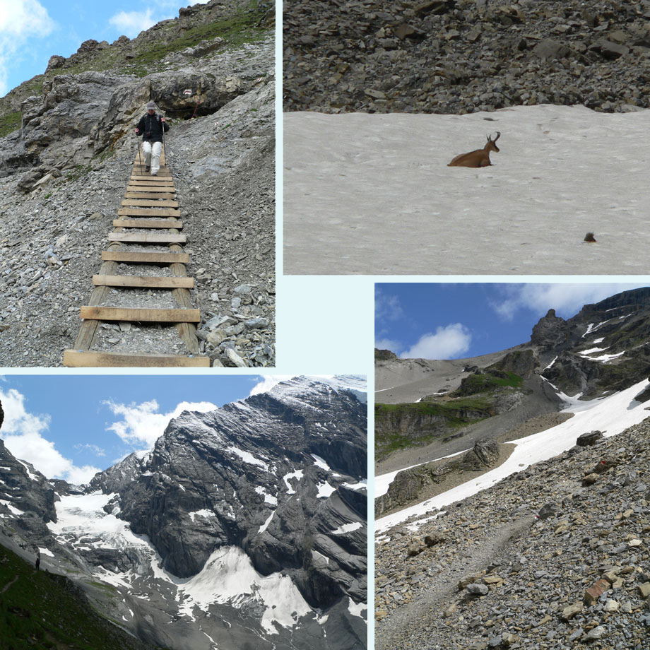 naar beneden, gems, sneeuwvelden