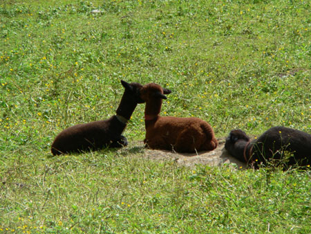 alpaca's bij Golderli