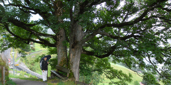 onder een mooie bergahorn