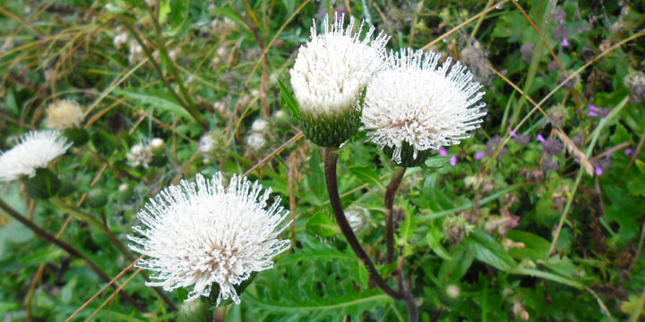 sommige bloemen zijn het mooist in de regen