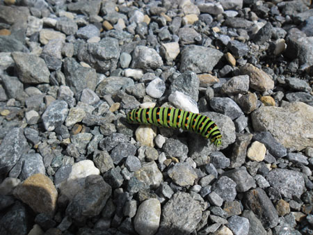 rups van de koninginnenpage