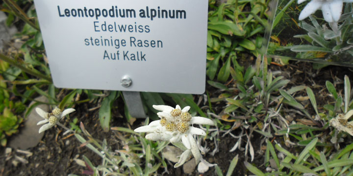 edelweiss