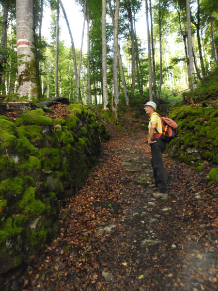 volop mos in het sprookjesbos