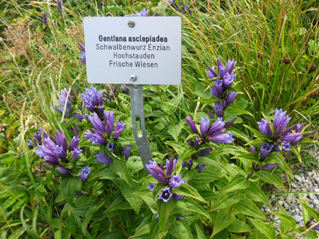 gentianen