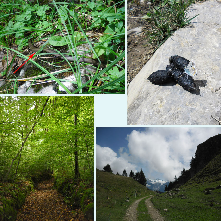 adder?, blauwtjes houden van poep, beukensprookje, mooi uitzicht