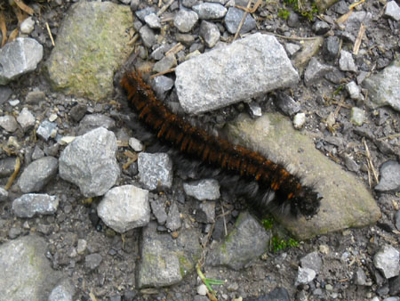 rups van de beervlinder