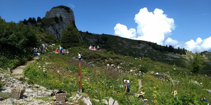 Alpentuin van Schynige Platte