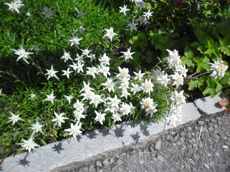 edelweiss