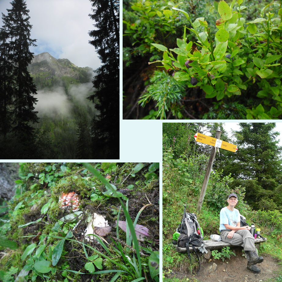af en toe zon; bosbessen; paddenstoelen in wording; pauze bij Marchegg