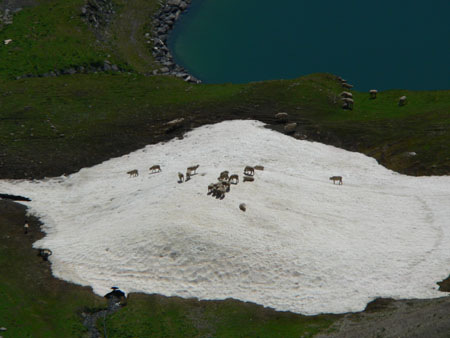 schapen houden van sneeuw