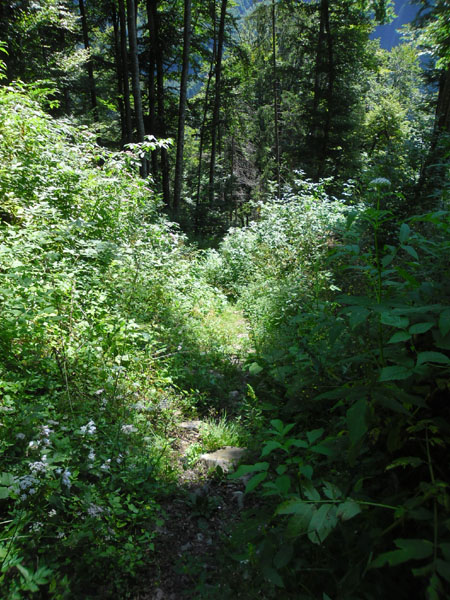 nog niet gemaaid ...