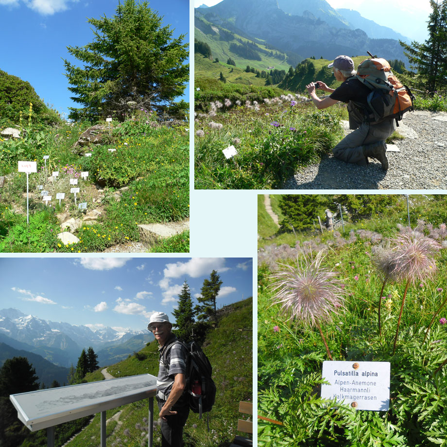 altijd wat te zien in de alpentuin