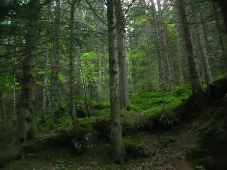 kabouterbos Steinenwald