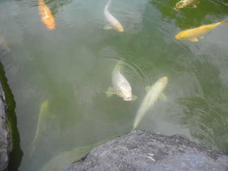 koi karpers