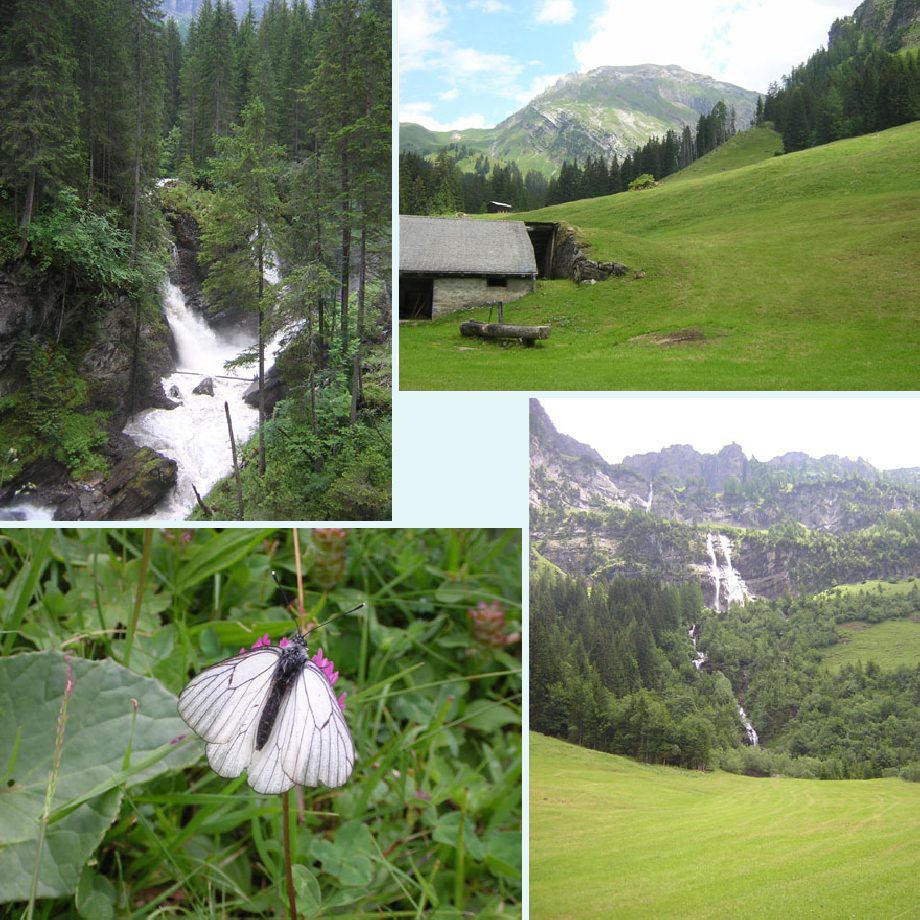 bij de Barbarabrucke, uitzicht over de weiden, groot geaderd witje, in de buurt van Siebenbrunnen