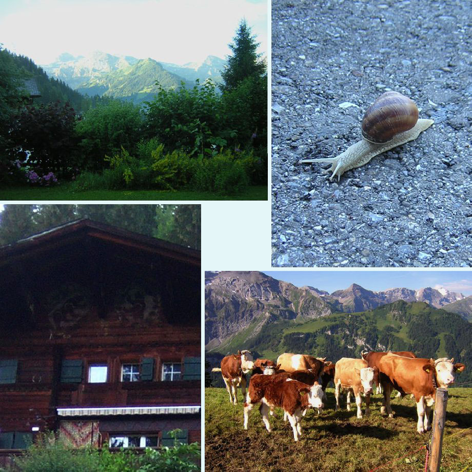 in het ochtendlicht, wijngaardslak, Berner beren, koetjes