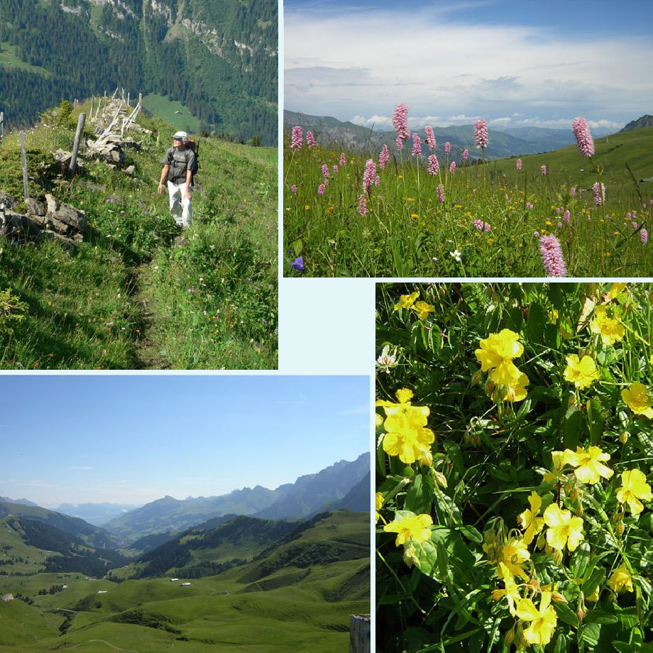 omhoog bij de Metschhorn, tussen de adderwortel, pistelandschap, zonneroosje