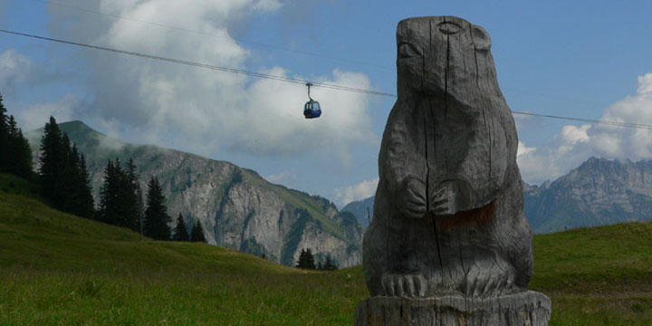 murmeltier op het Murmelitrail