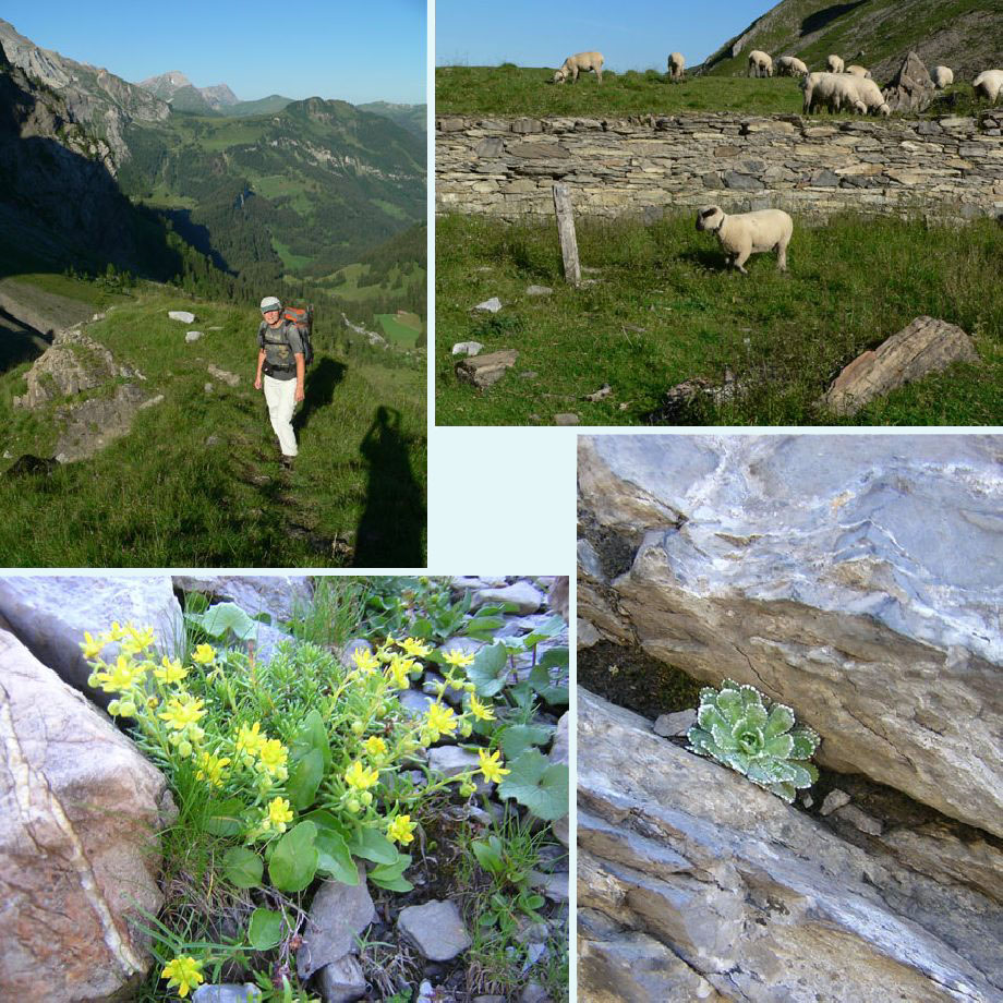 omhoog, Ammerten Schafberg, steenbreek