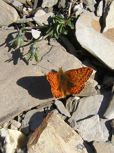 Alpenparelmoervlinder