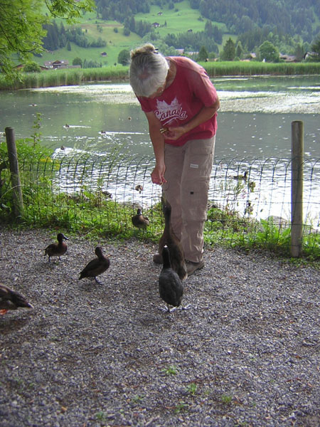 eendjes voeren