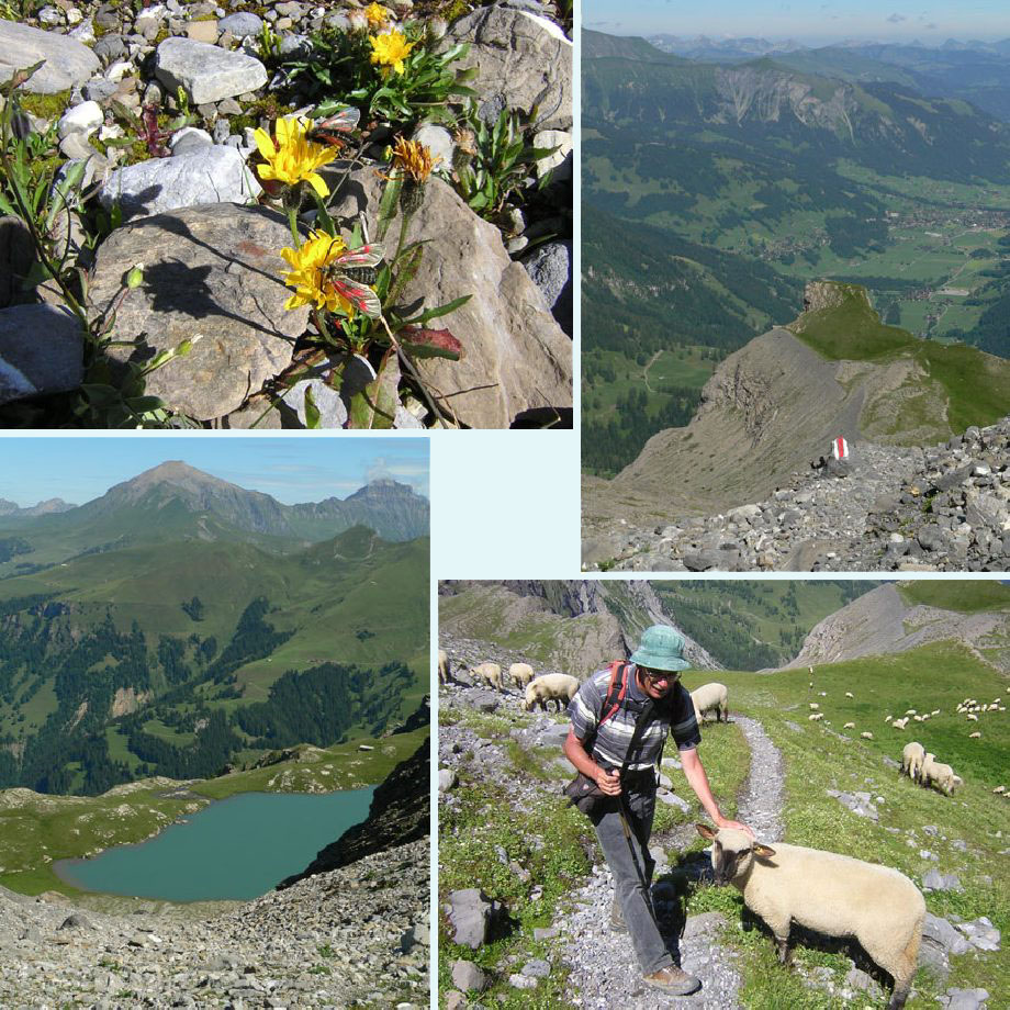 kleine St. Jansvlinders, bij de Fluehorn, Fluesee, makke schapen