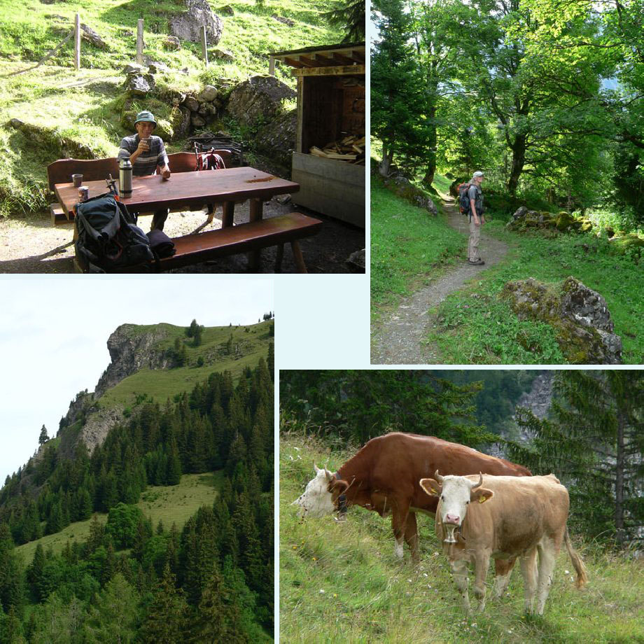 pauze!, bij Lauenen, Metschhorn, koetjes