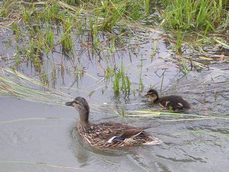 ook bij nat weer ...