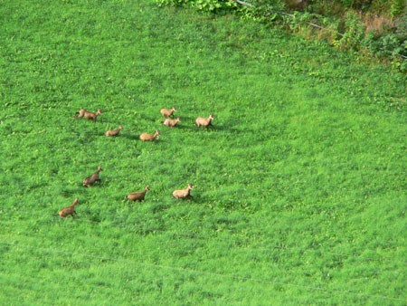 een flinke kudde gemzen