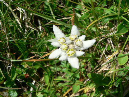 ohh - edelweiss