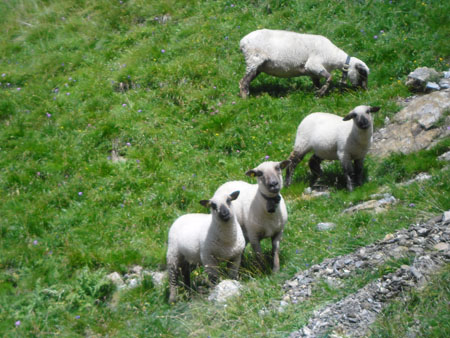 schapen