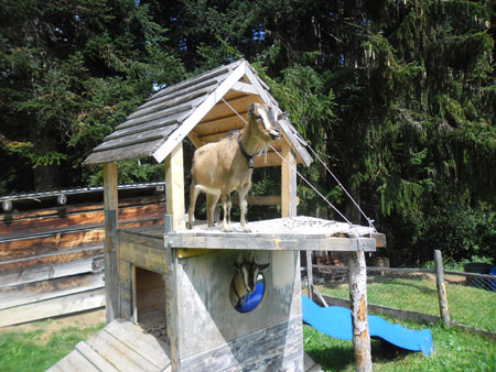 speelplek voor geitjes