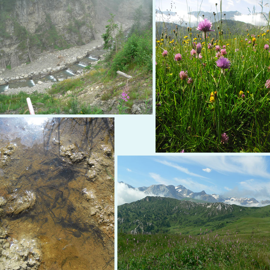 Sitegrabe, wilde bieslook, kikkervisjes, wat een uitzicht