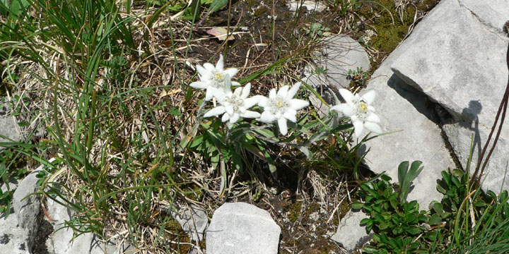 edelweiss