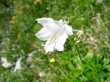 ook de paradijslelie bloeit hier