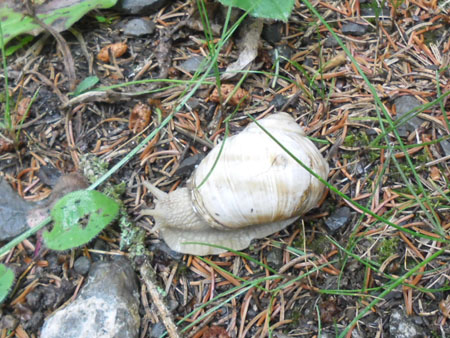 weer voor wijngaardslakken