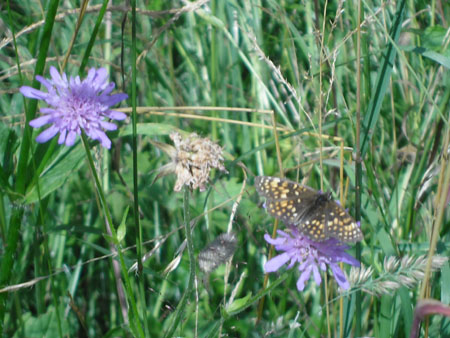 welke vlinder is dit