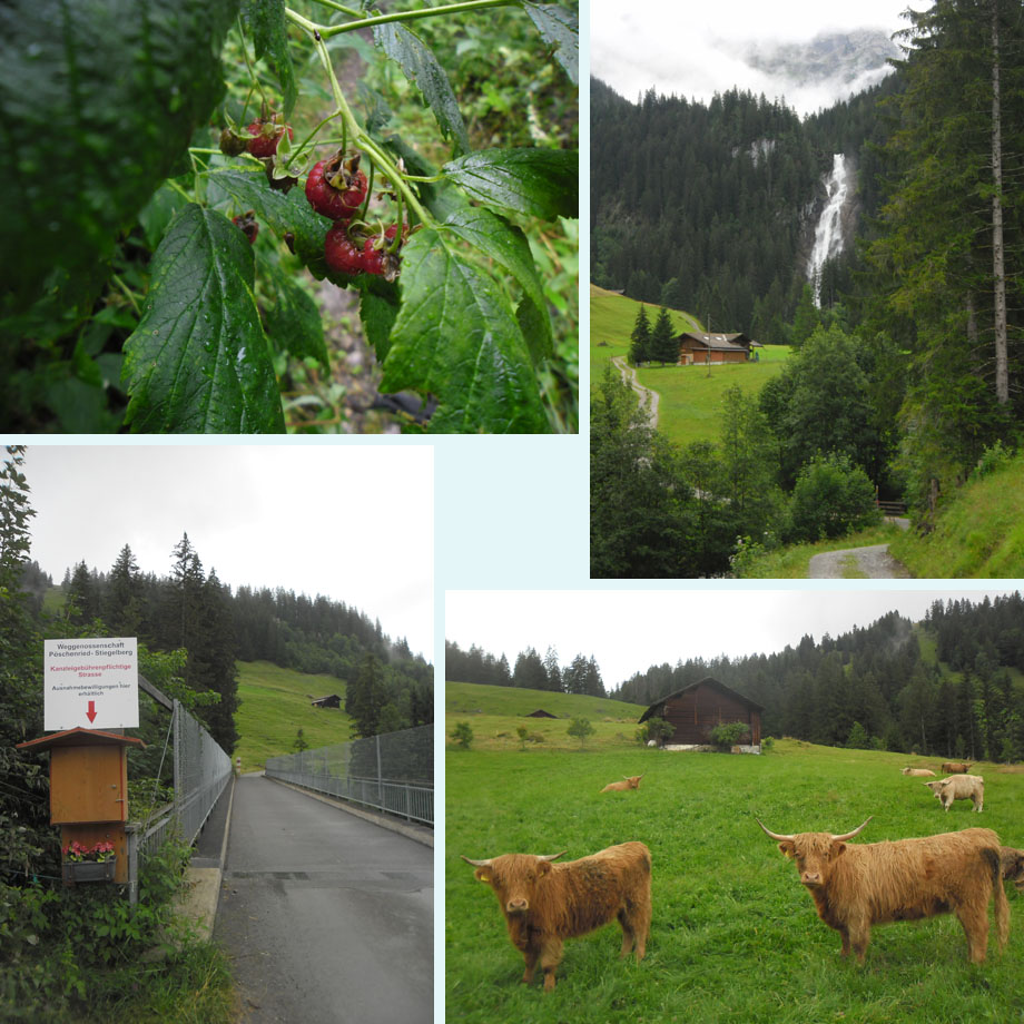 frambozen, Iffigfalle vanaf de alm, prive-weg, bijzondere koeien