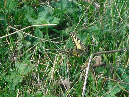 toch nog een koninginnenpage