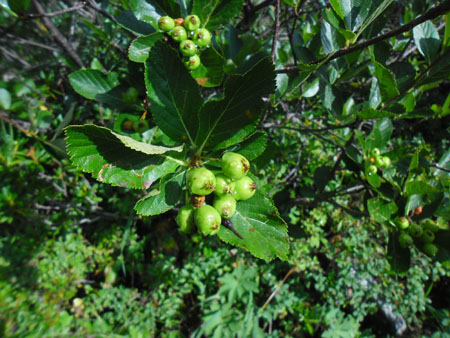 typisch een valse mispel