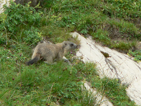 joehoe, een murmeltier