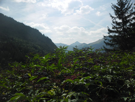 heel veel kruidvlier