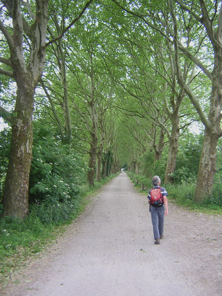 bijzondere platanenlaan