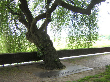 omlopen voor de weichselboom