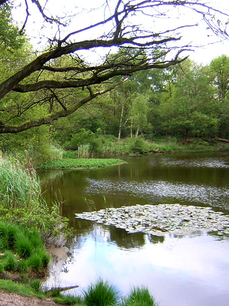 veel water, weinig heide