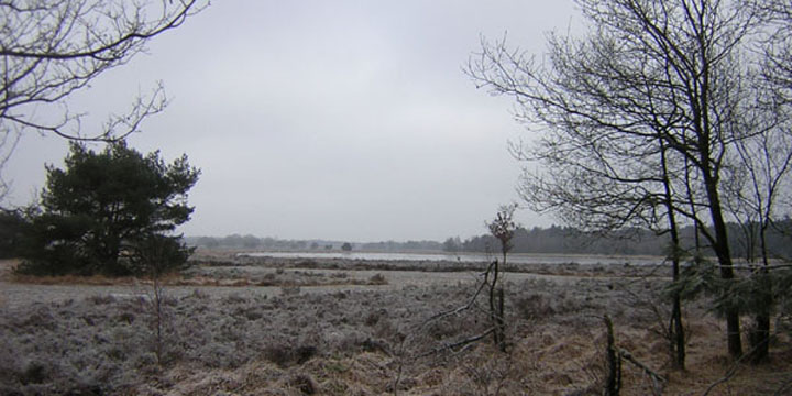 wintersfeer op de Landschotse Heide