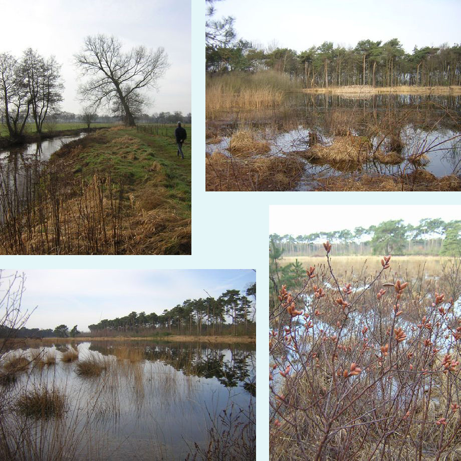 langs de Dommel, Kleine Vlasroot, Grote Vlasroot, gagel