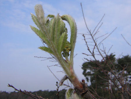 uitlopende lijsterbes