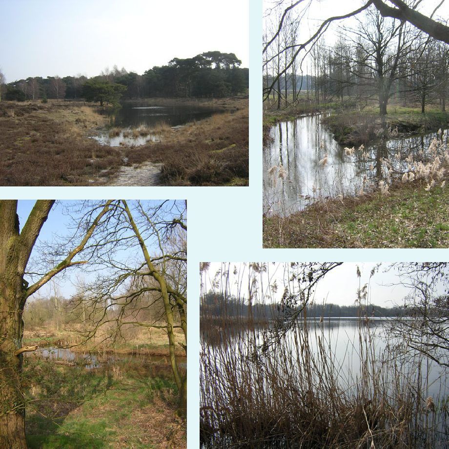 Spinsterberg, Tongelreep, visvijvers