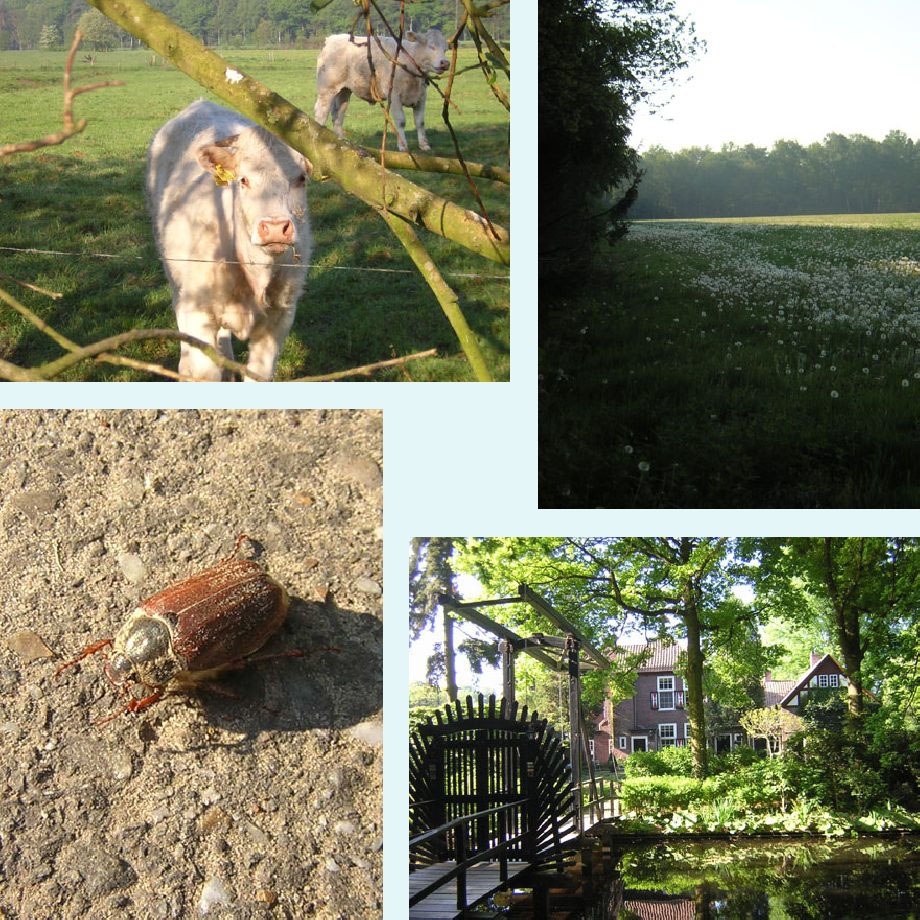 koeien, de vroege paardenbloemen, meikever, bij kasteel Heeze